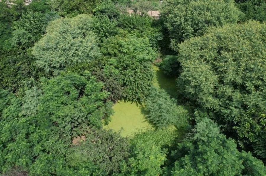From Barren Land to a Thriving Urban Forest: Restoring Ecology at Harit Upvan, Sorkha